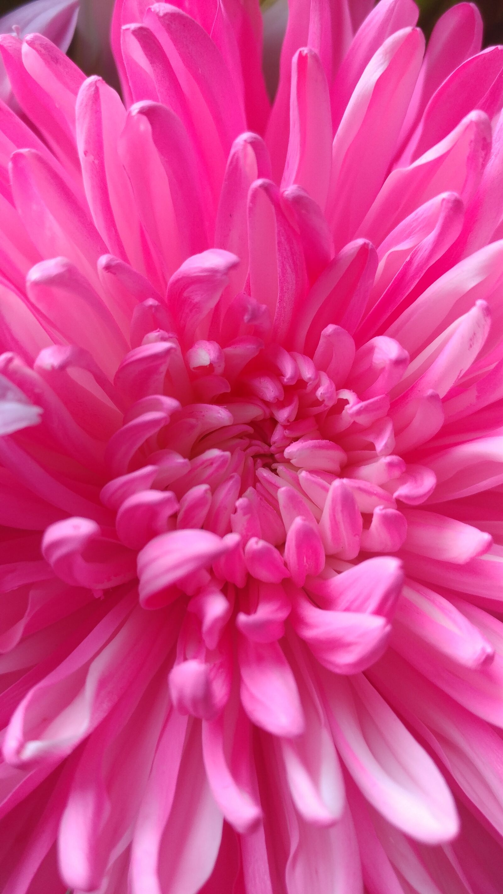 LG V20 sample photo. Hot, pink, daliahs photography