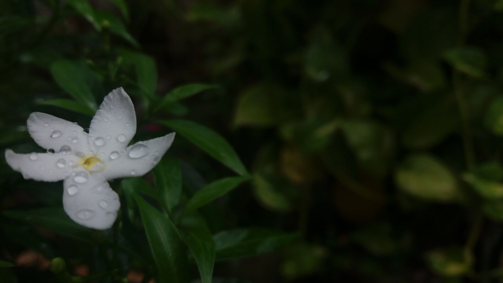 Samsung Galaxy J5 sample photo. Rain flower, rain on photography