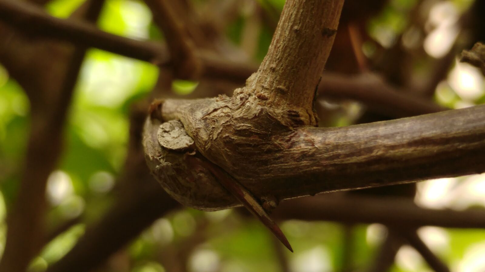 LG G5 sample photo. Nailed, thorn, hump photography