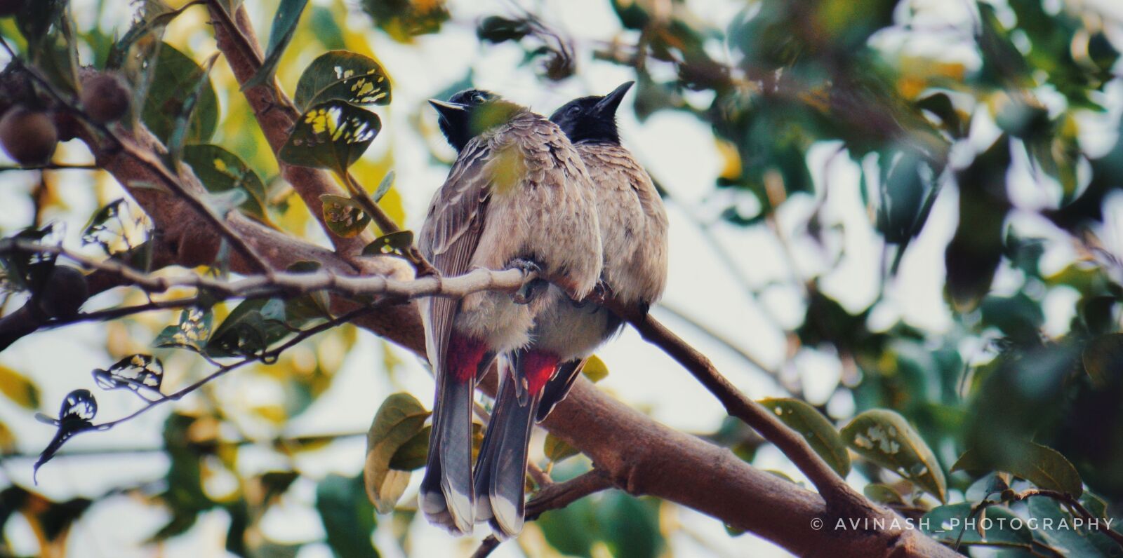 Nikon D5300 sample photo. Lovebirds, redventedbulbul, pairbirds photography