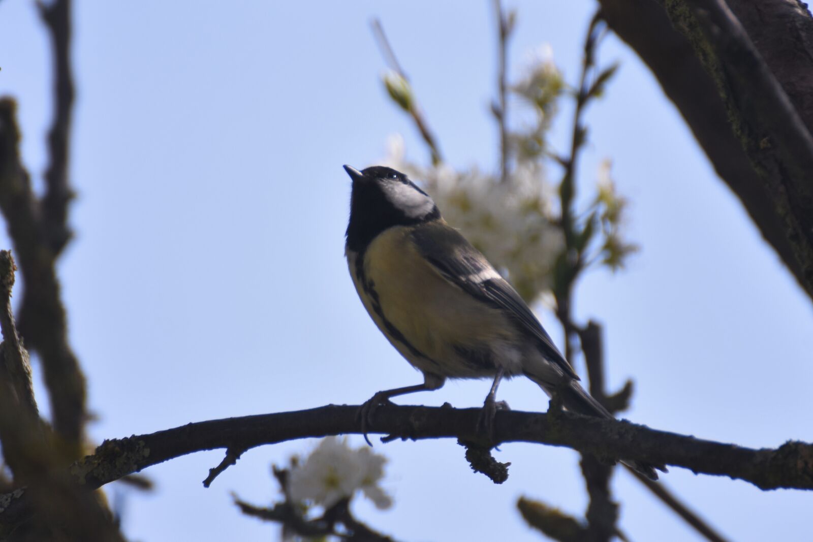 Nikon D7200 sample photo. Great tit, bird, plumage photography