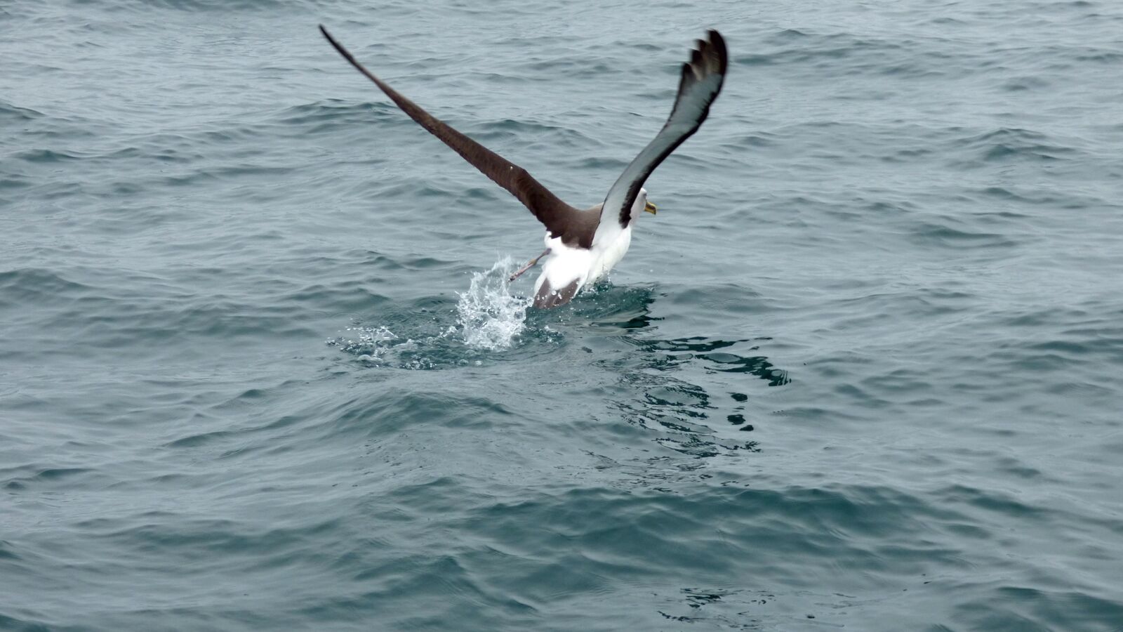 Panasonic Lumix DMC-FZ70 sample photo. Albatross, running, new zealand photography