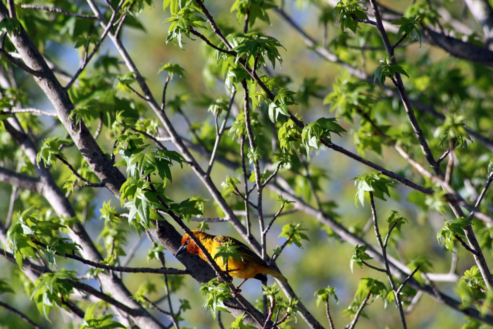 Canon EOS 400D (EOS Digital Rebel XTi / EOS Kiss Digital X) sample photo. Bird, yellow, red photography