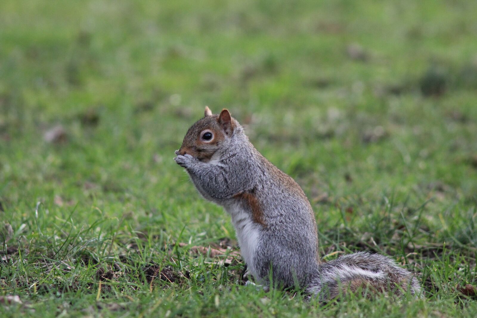Canon EF 75-300mm F4.0-5.6 IS USM sample photo. Squirrel, nature, wildlife photography