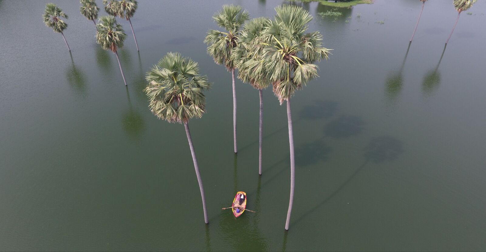 DJI FC330 sample photo. Tree, nature, bridge photography