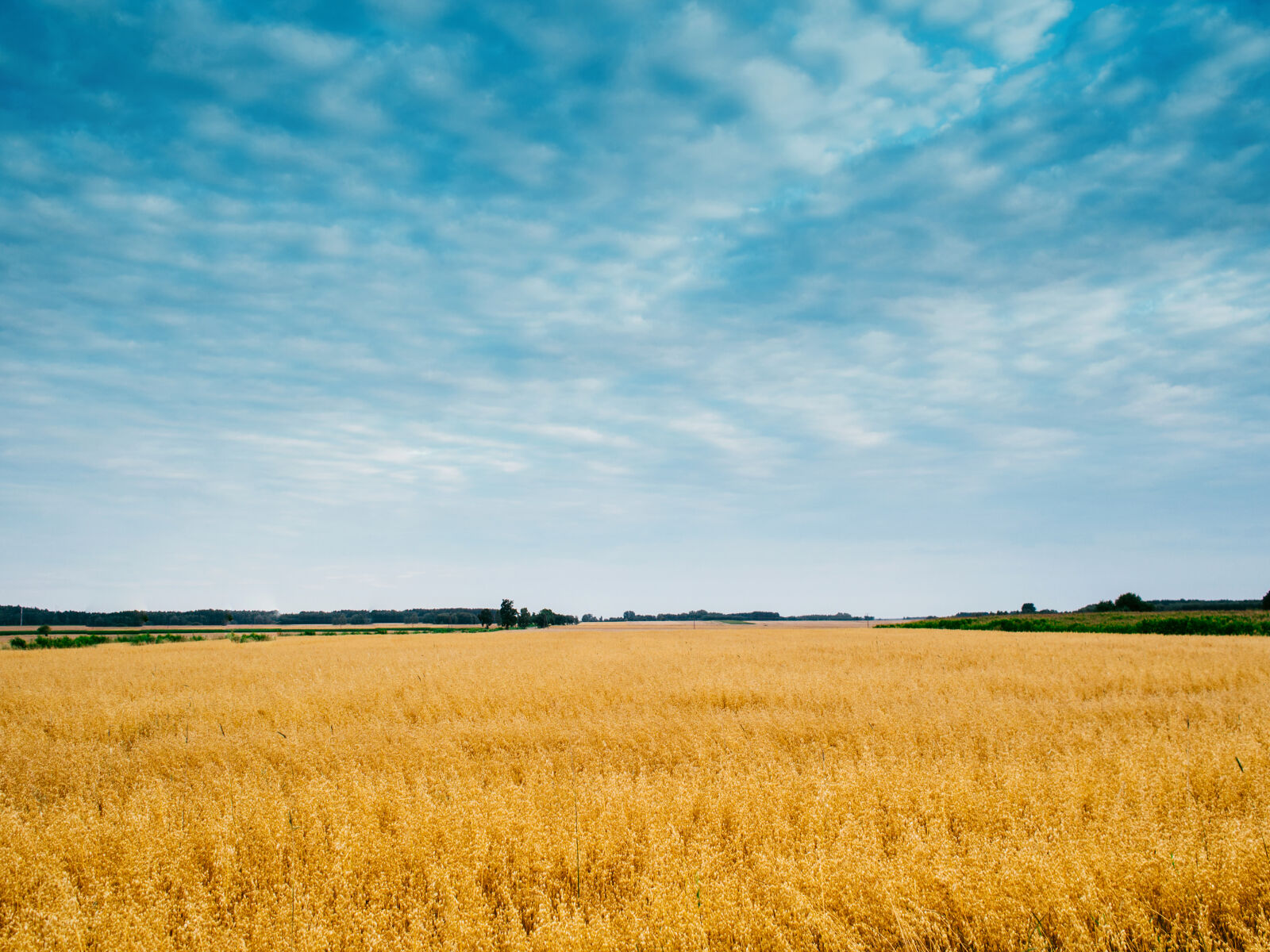 Olympus M.Zuiko Digital 17mm F1.8 sample photo. Sky, field, agriculture, cornfield photography