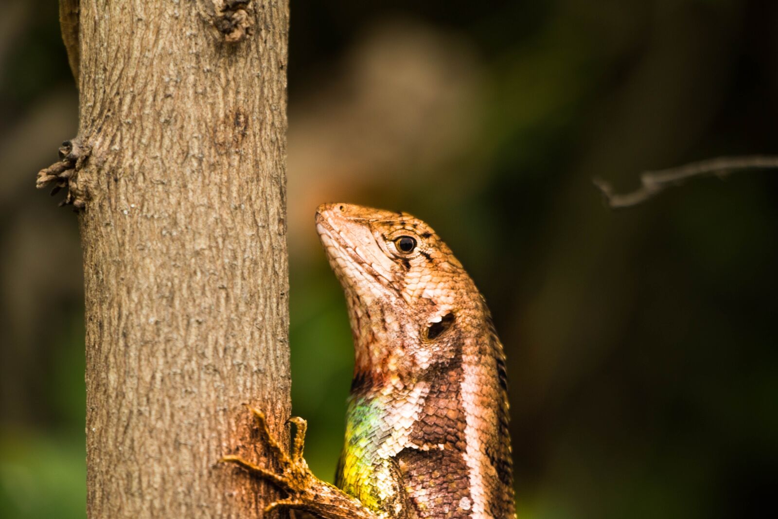 Canon EOS 70D sample photo. Aminal, lizard, cayman photography