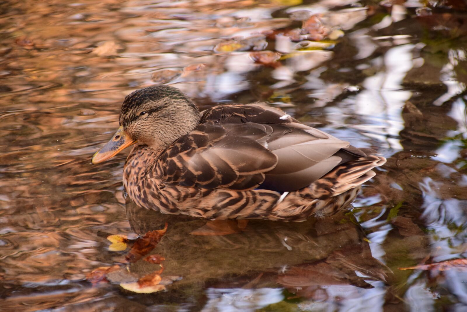 Nikon D3300 sample photo. Duck, autumn, nature photography