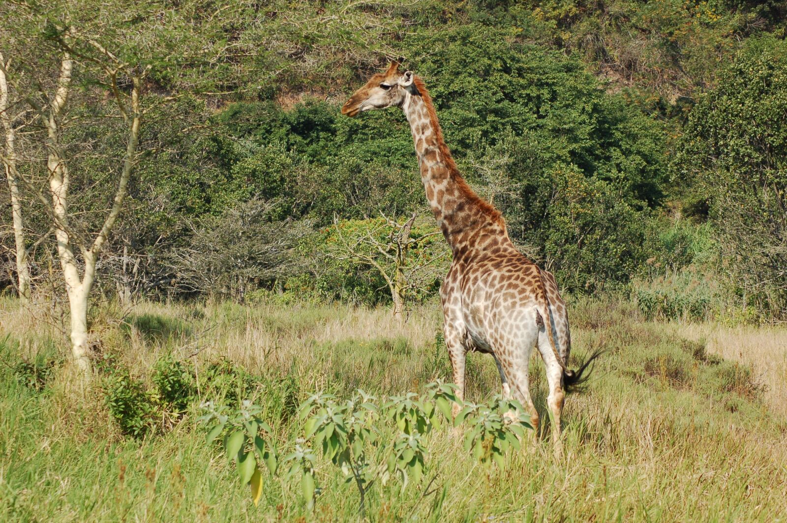 Nikon D50 sample photo. Africa, animals, giraffe photography