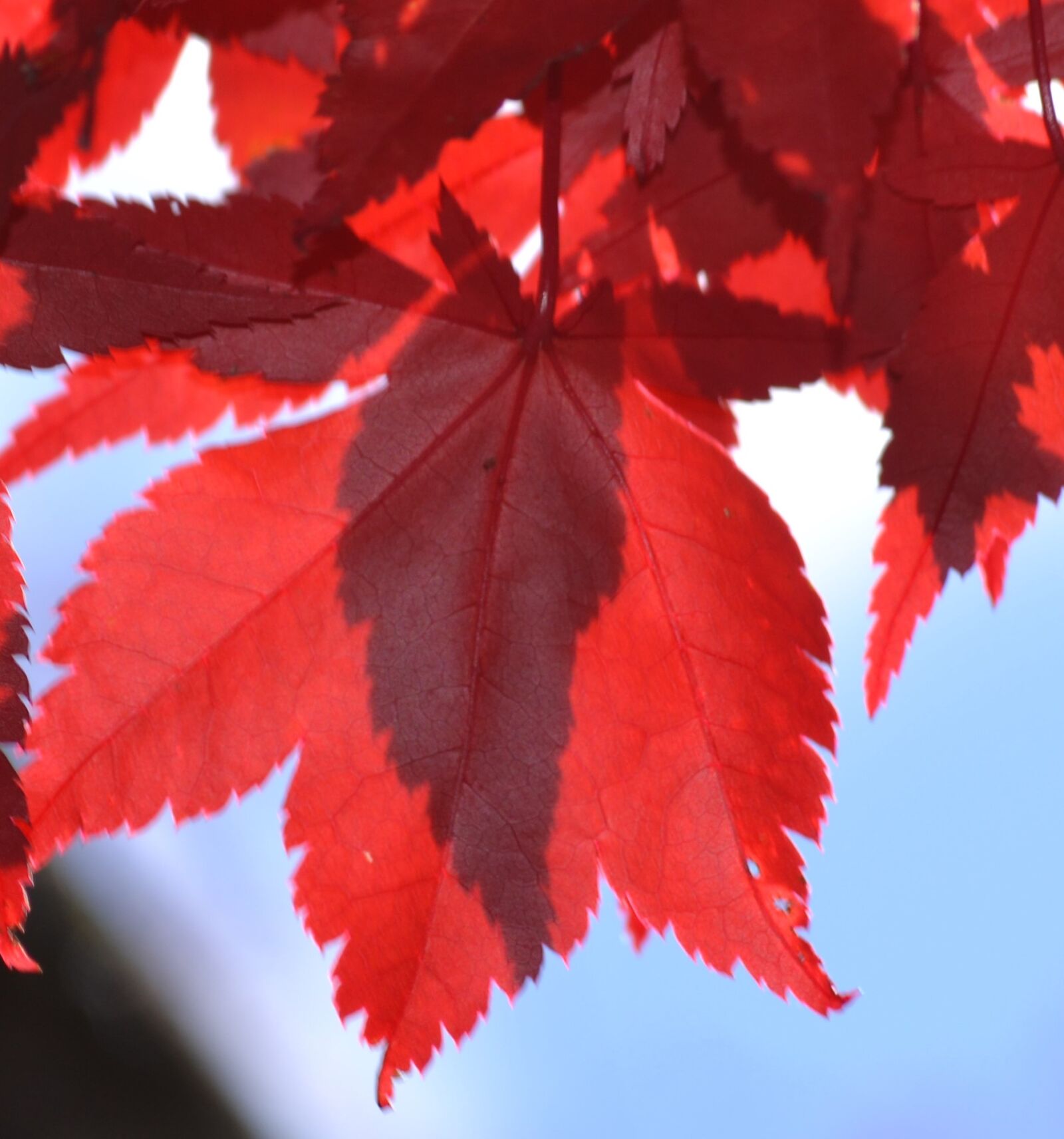 Nikon D3100 sample photo. Close, up, of, maple photography