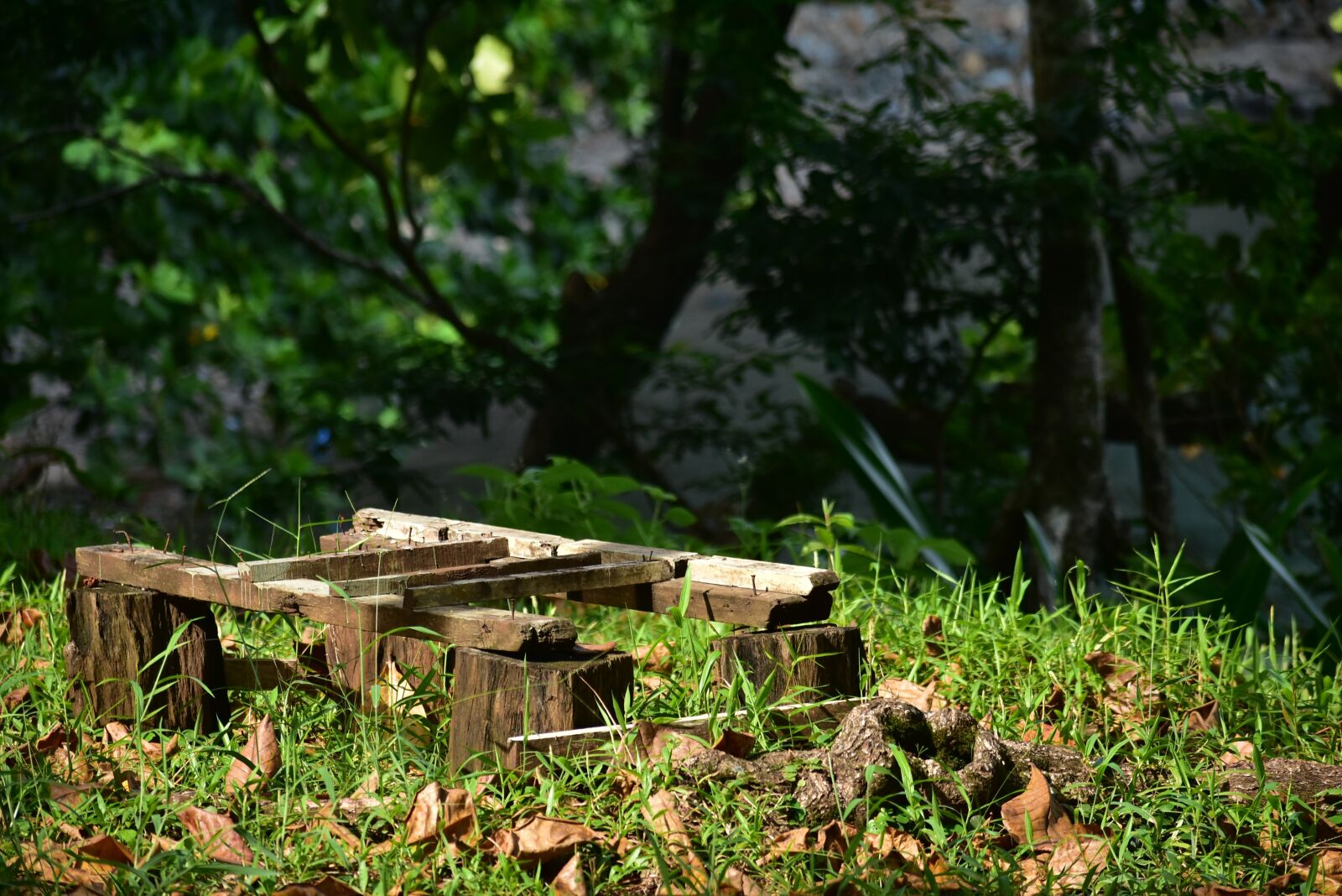 Nikon D3400 sample photo. Wood, forest, dry leaves photography