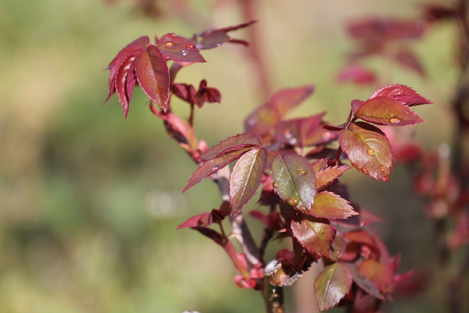 Canon EOS 550D (EOS Rebel T2i / EOS Kiss X4) sample photo. Leaf, nature, outdoors photography