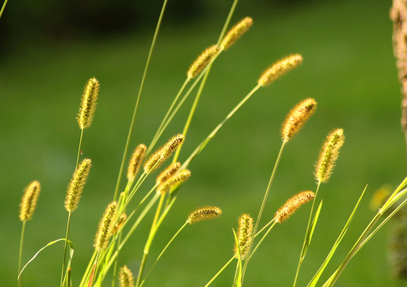 Canon EOS 1300D (EOS Rebel T6 / EOS Kiss X80) sample photo. Grass, summer, nature photography