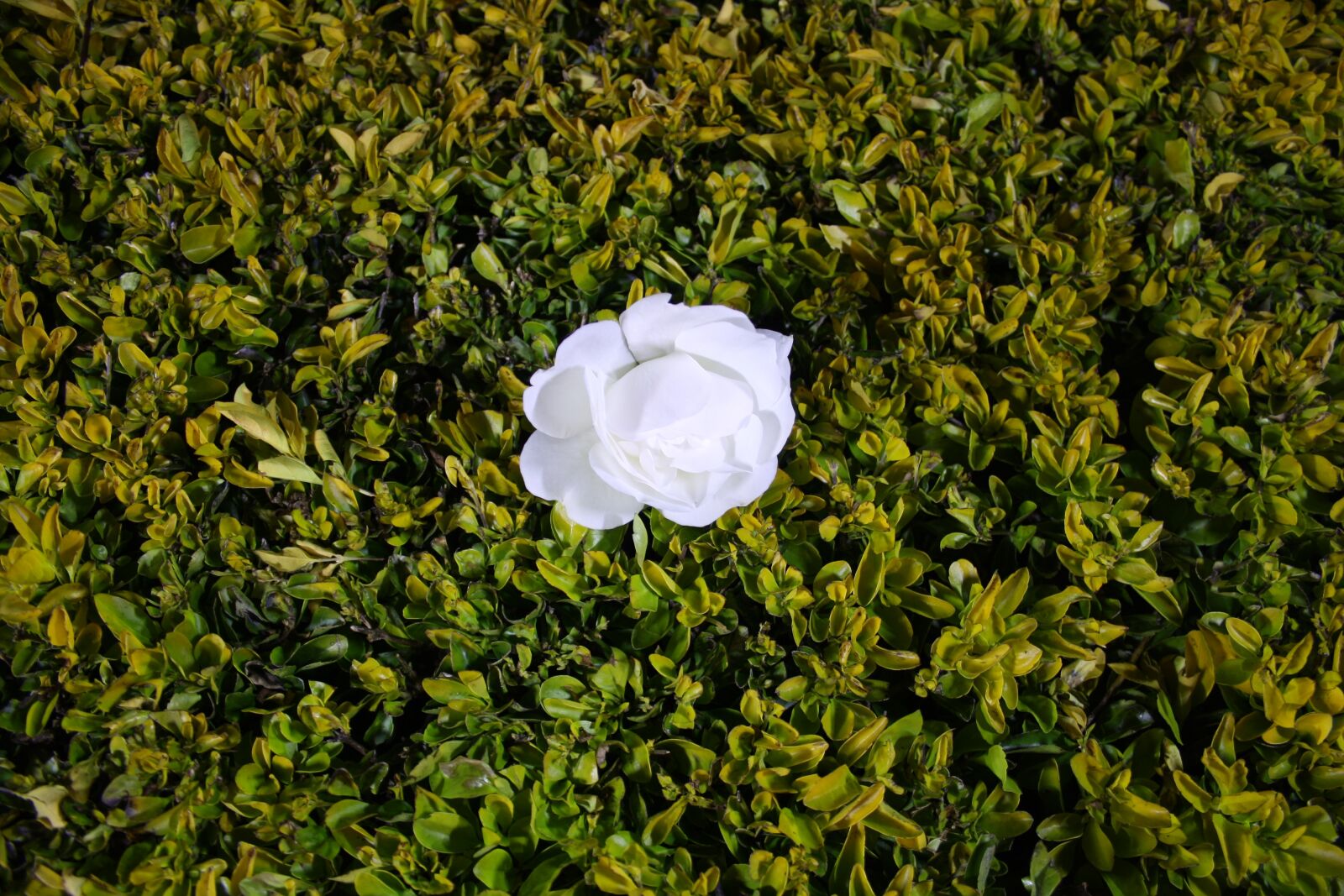 Canon EOS 1000D (EOS Digital Rebel XS / EOS Kiss F) sample photo. White, rose, flower photography