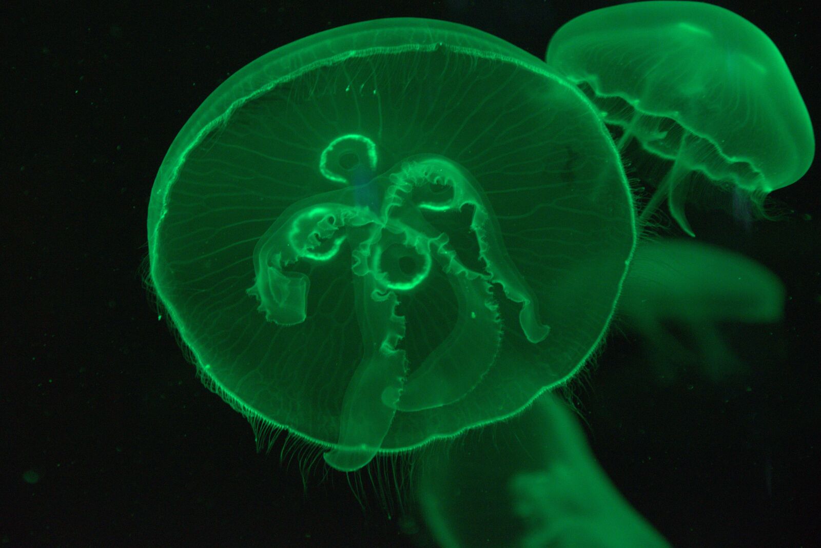 Nikon D5500 sample photo. Jellyfish, animal, aquarium photography