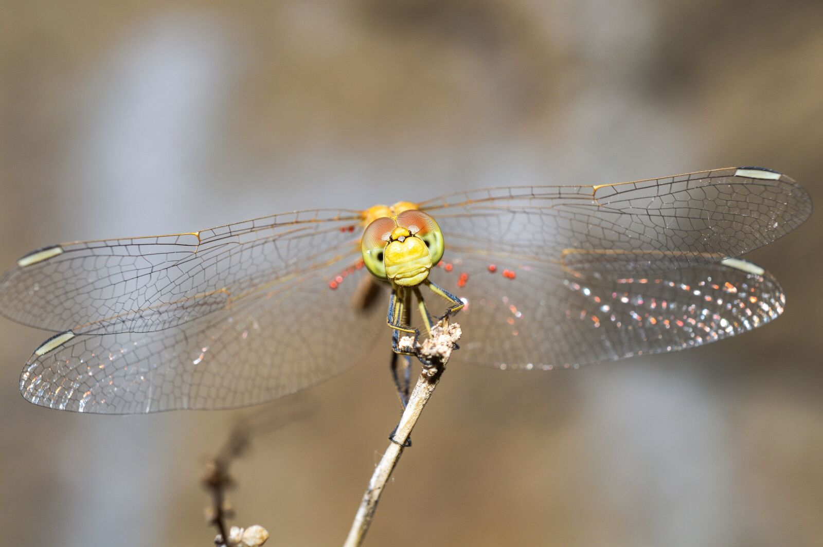Nikon D3200 sample photo. Dragonfly, macro, nature photography