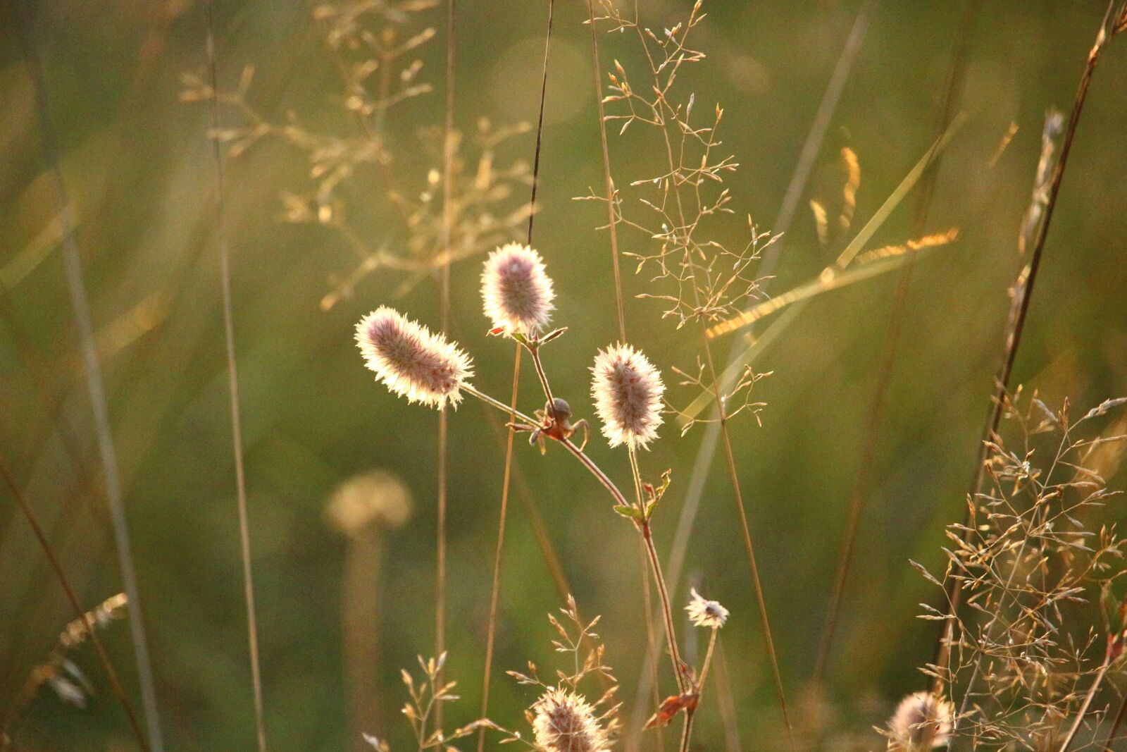 Canon EOS 100D (EOS Rebel SL1 / EOS Kiss X7) sample photo. Rabbit clover, plant, autumn photography