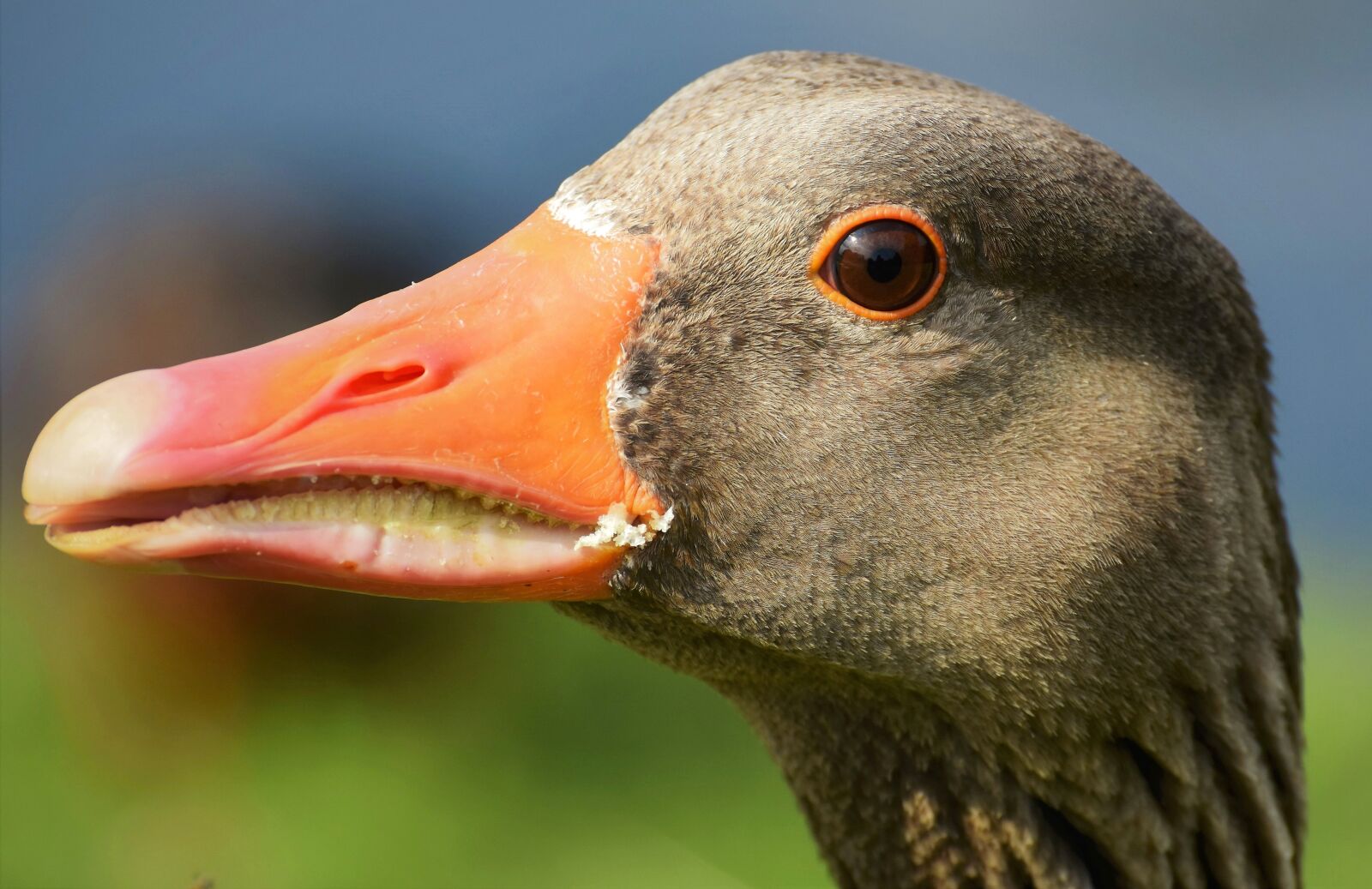 Nikon D7200 sample photo. Goose, poultry, bird photography
