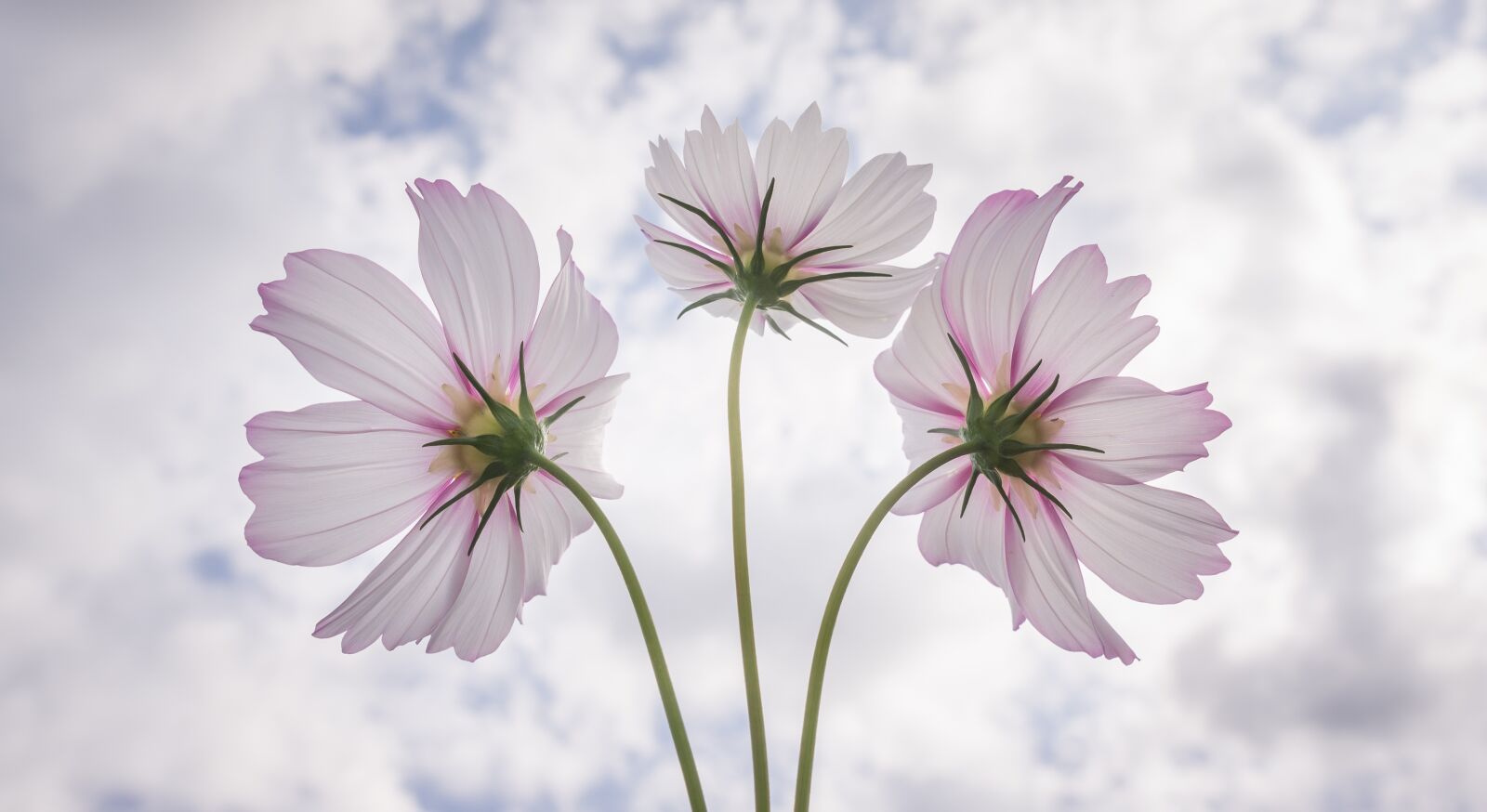 Sony Alpha NEX-5N sample photo. Cosmos, autumn, nature photography