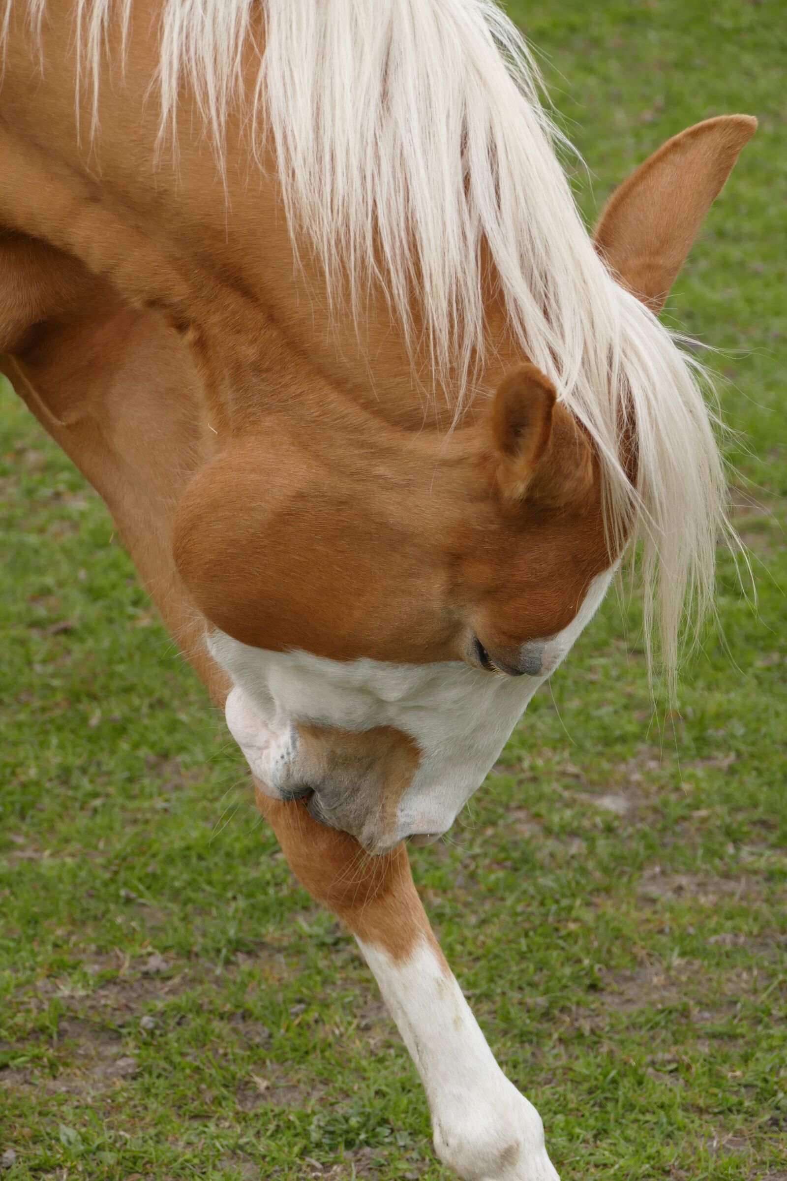 Panasonic Lumix DMC-FZ1000 sample photo. Horse, brown, horse hygiene photography