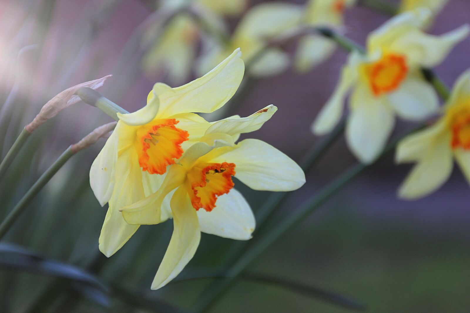 Canon EOS 600D (Rebel EOS T3i / EOS Kiss X5) sample photo. Spring, flower, yellow photography