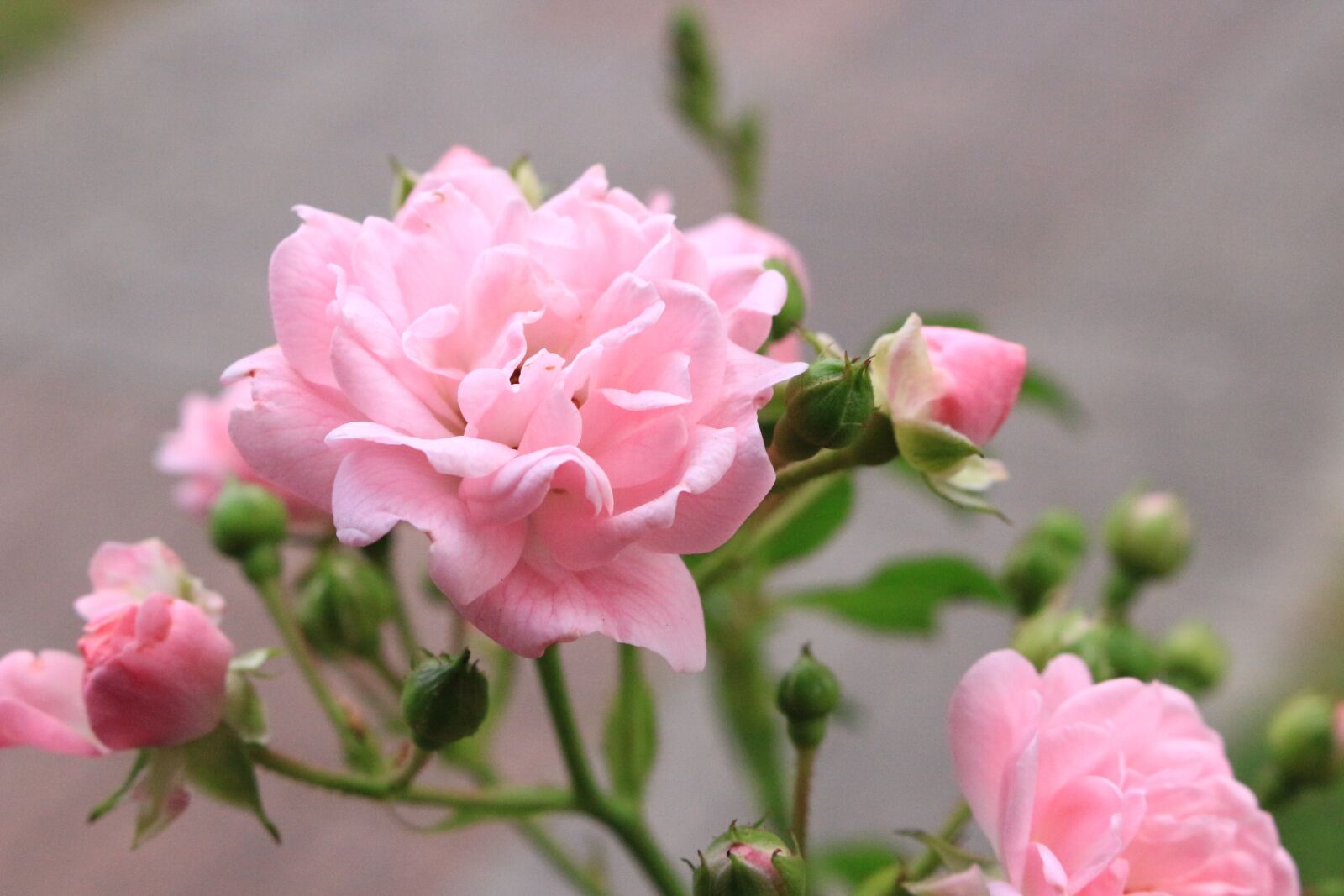 Canon EOS 100D (EOS Rebel SL1 / EOS Kiss X7) sample photo. Flowers, roses, pink photography