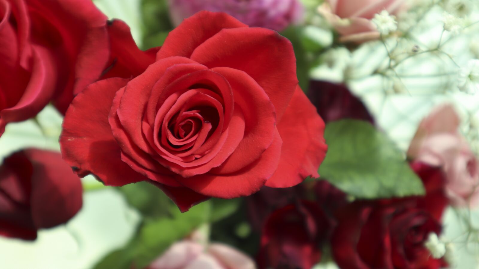 Canon EF-M 15-45mm F3.5-6.3 IS STM sample photo. Red, rose, roses photography