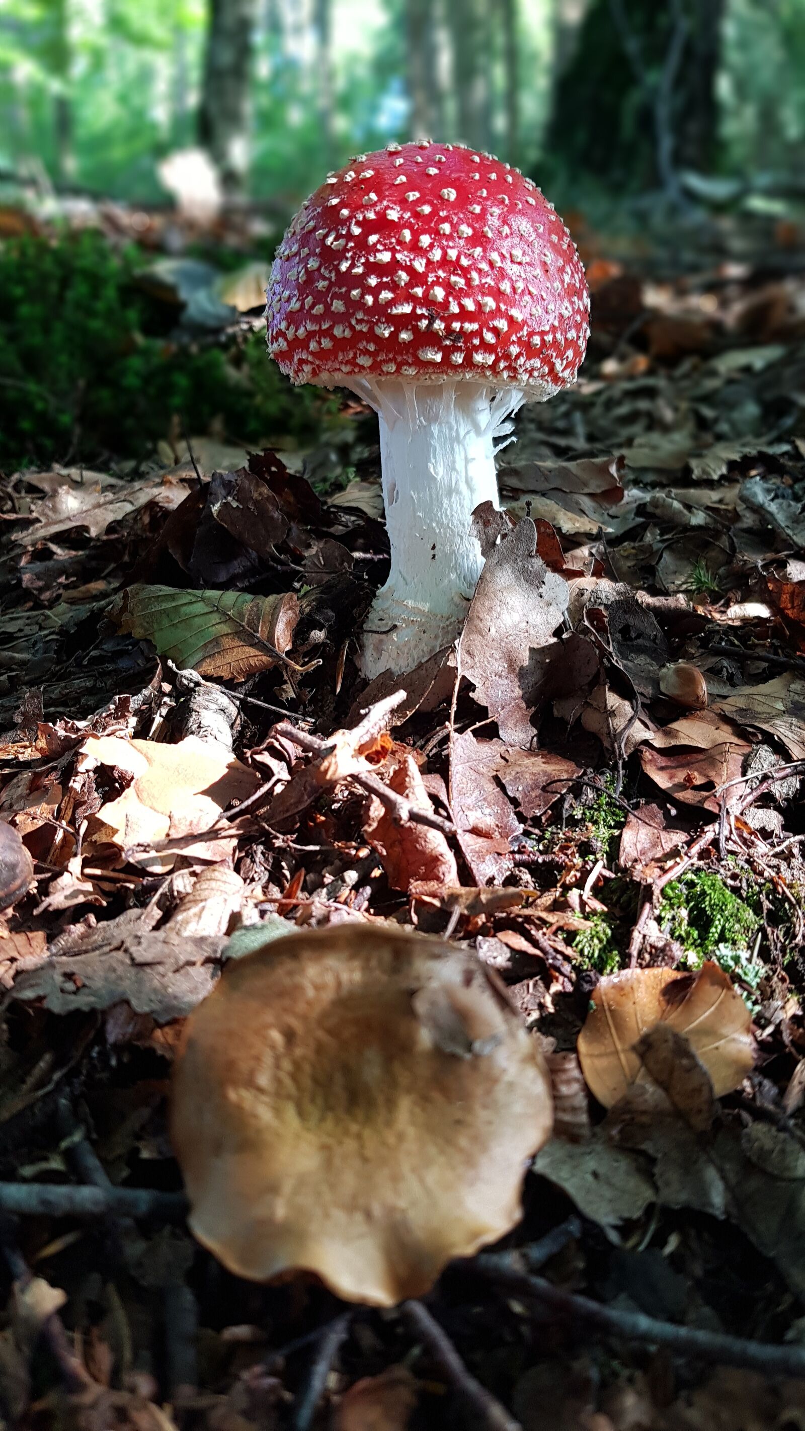 Samsung Galaxy S7 Edge sample photo. Fly agaric, red, white photography