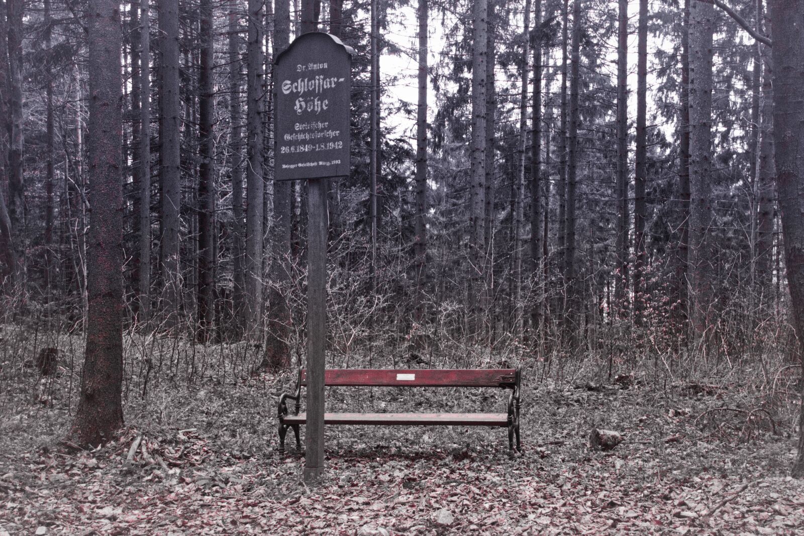 Canon EOS 700D (EOS Rebel T5i / EOS Kiss X7i) sample photo. Gloomy, bank, forest photography