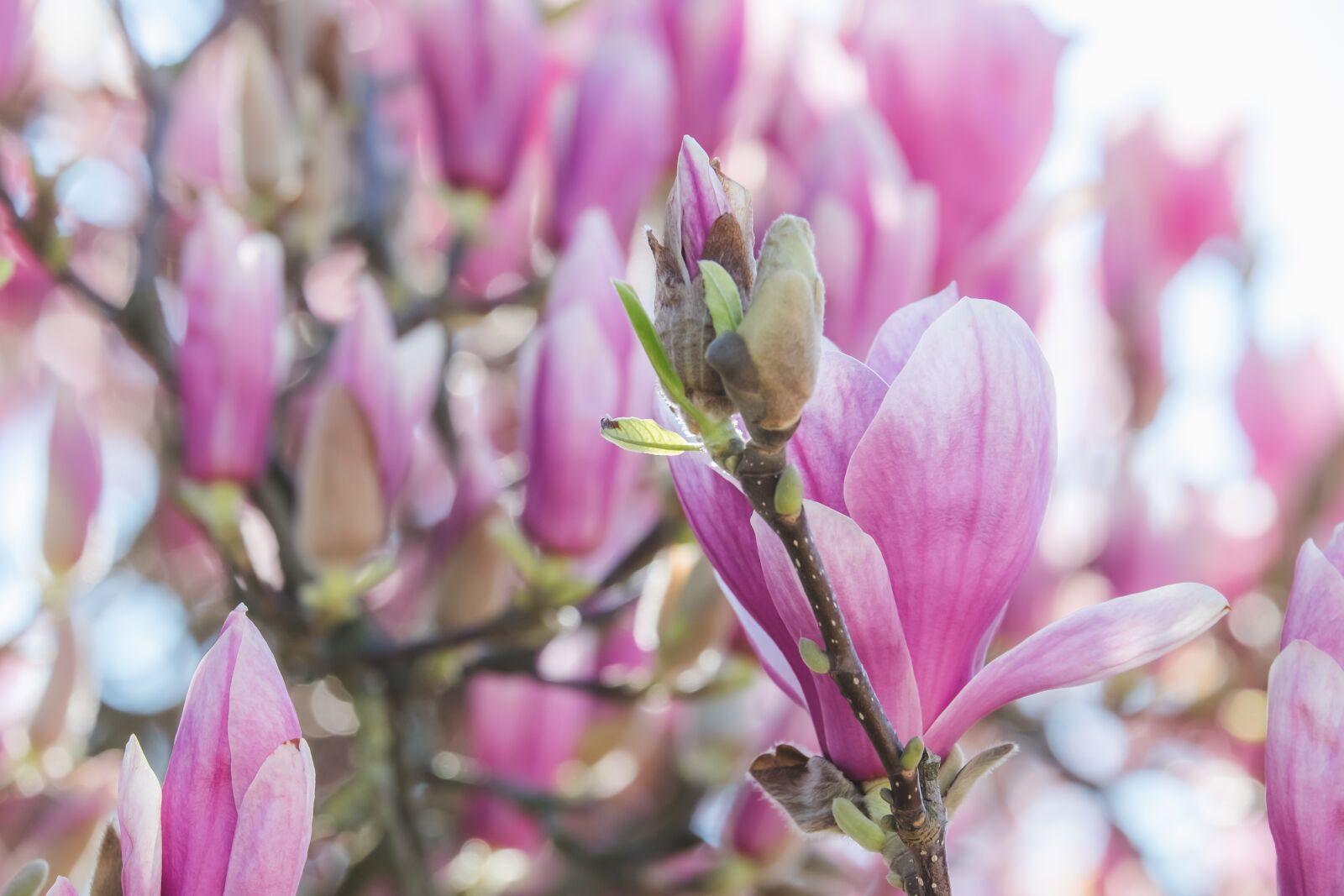 Fujifilm X-T10 sample photo. Tulip magnolia, tree, branch photography
