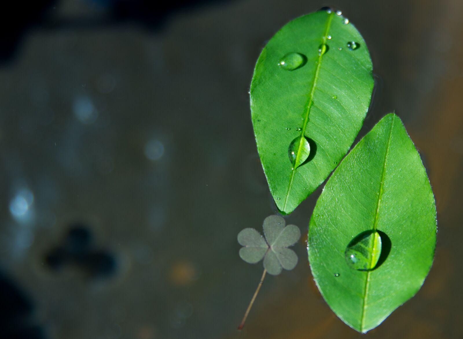Canon EOS 600D (Rebel EOS T3i / EOS Kiss X5) sample photo. Trickle, the leaves, plants photography