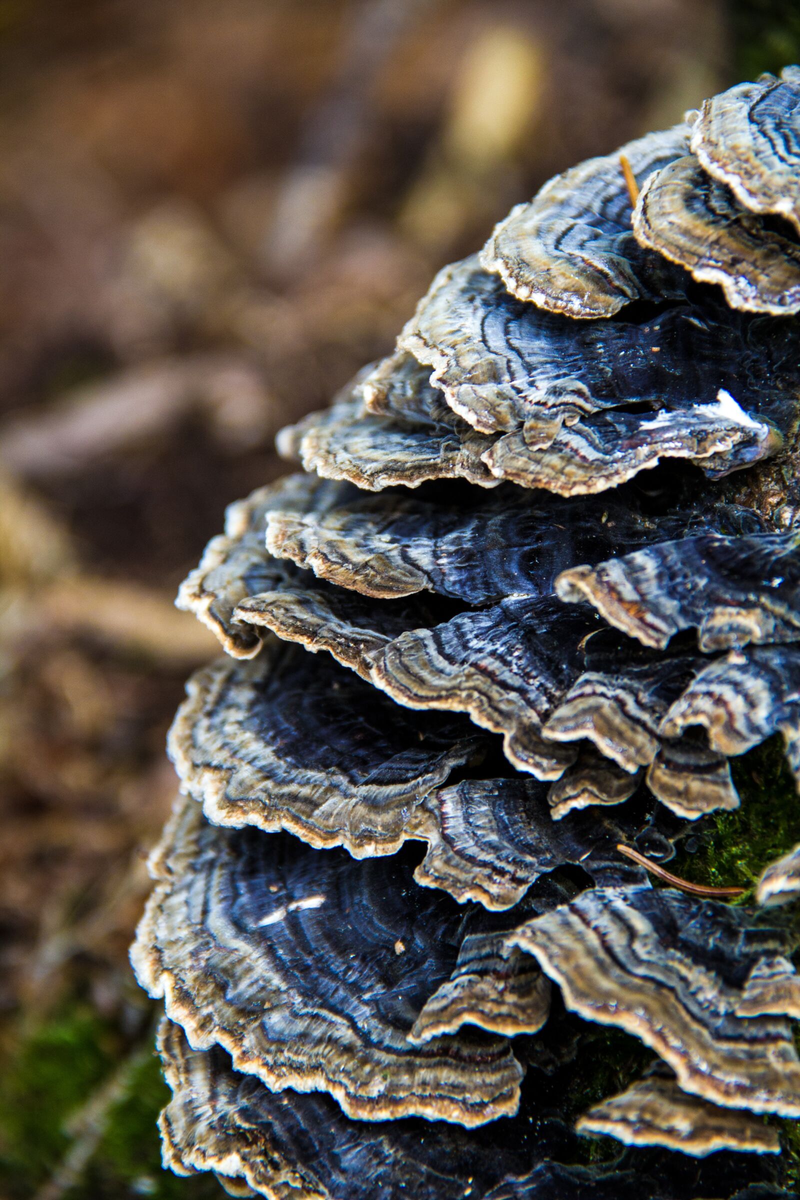 Canon EOS 600D (Rebel EOS T3i / EOS Kiss X5) sample photo. Mushroom, nature, autumn photography