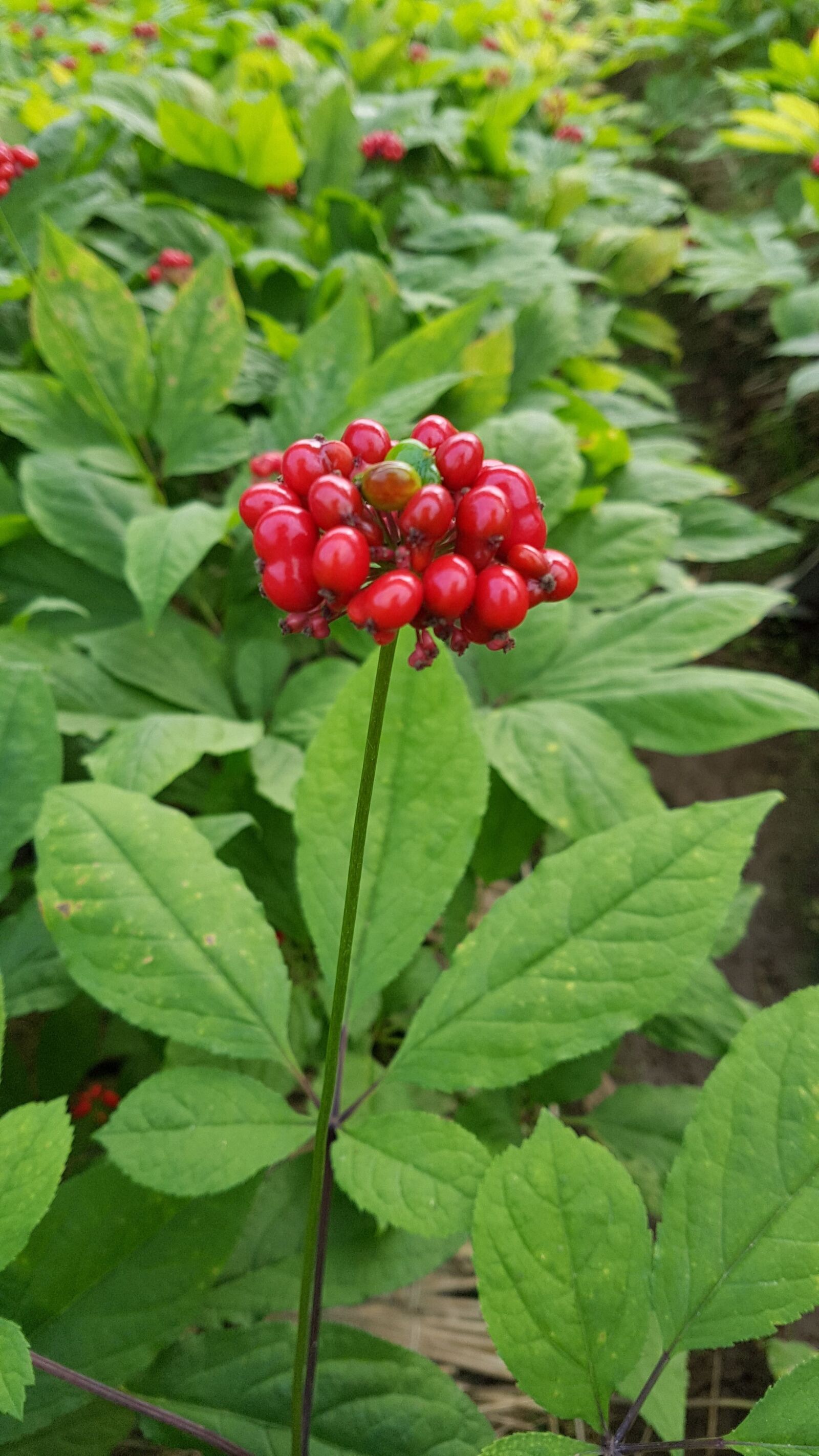Samsung Galaxy S7 sample photo. Ginseng, plants, agriculture photography