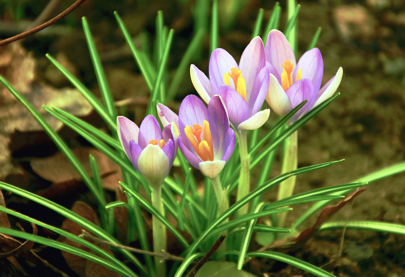 Nikon D5100 sample photo. Crocus, nature, flower, grass photography