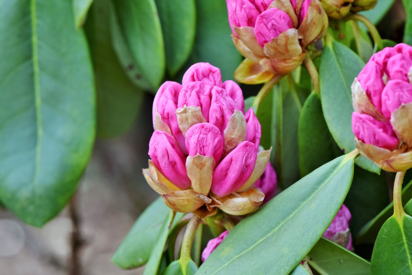 Nikon D7200 sample photo. Rhododendron, rhododedron buds, pink photography