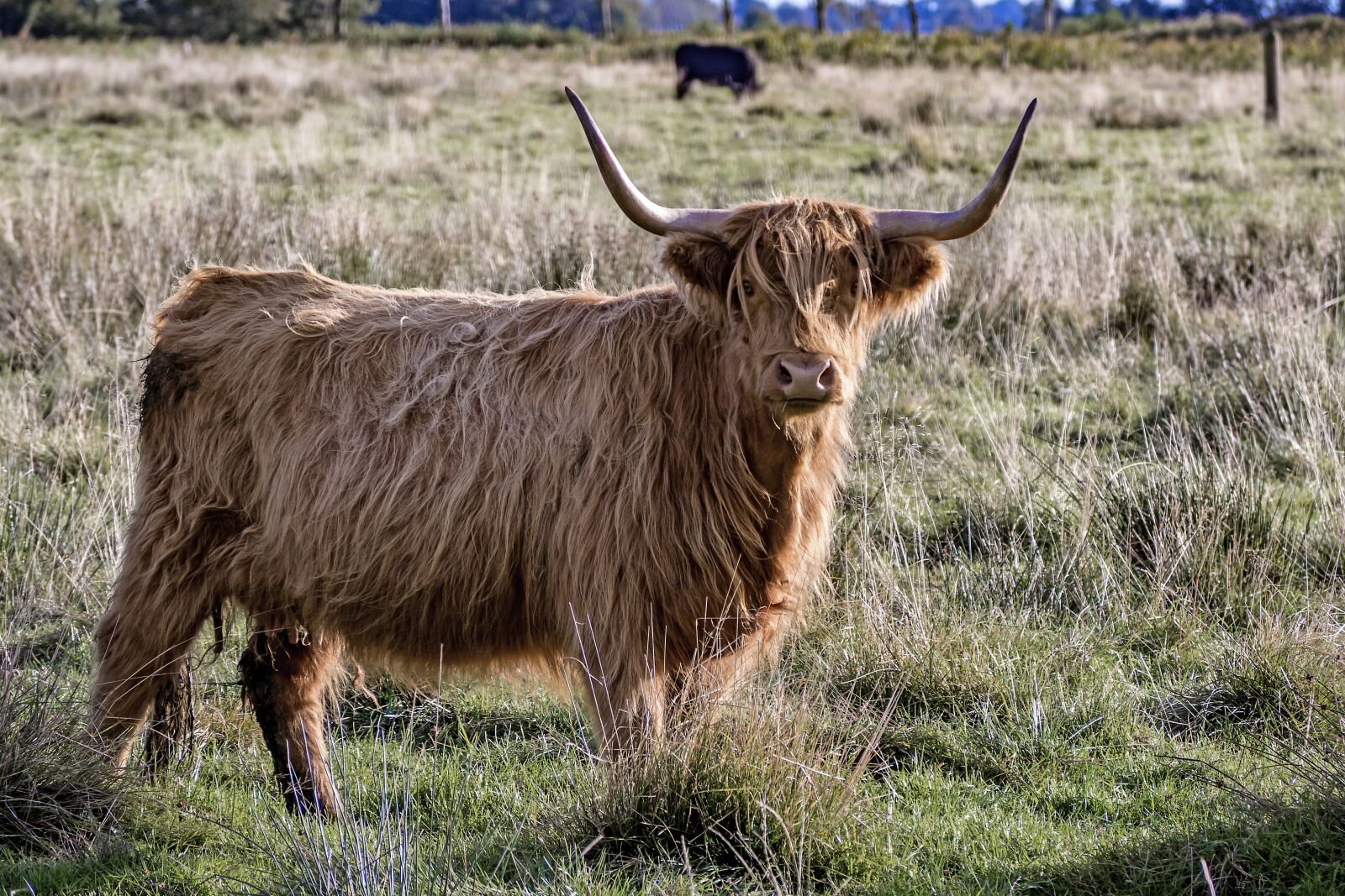 Olympus OM-D E-M10 sample photo. Galloway, beef, livestock photography