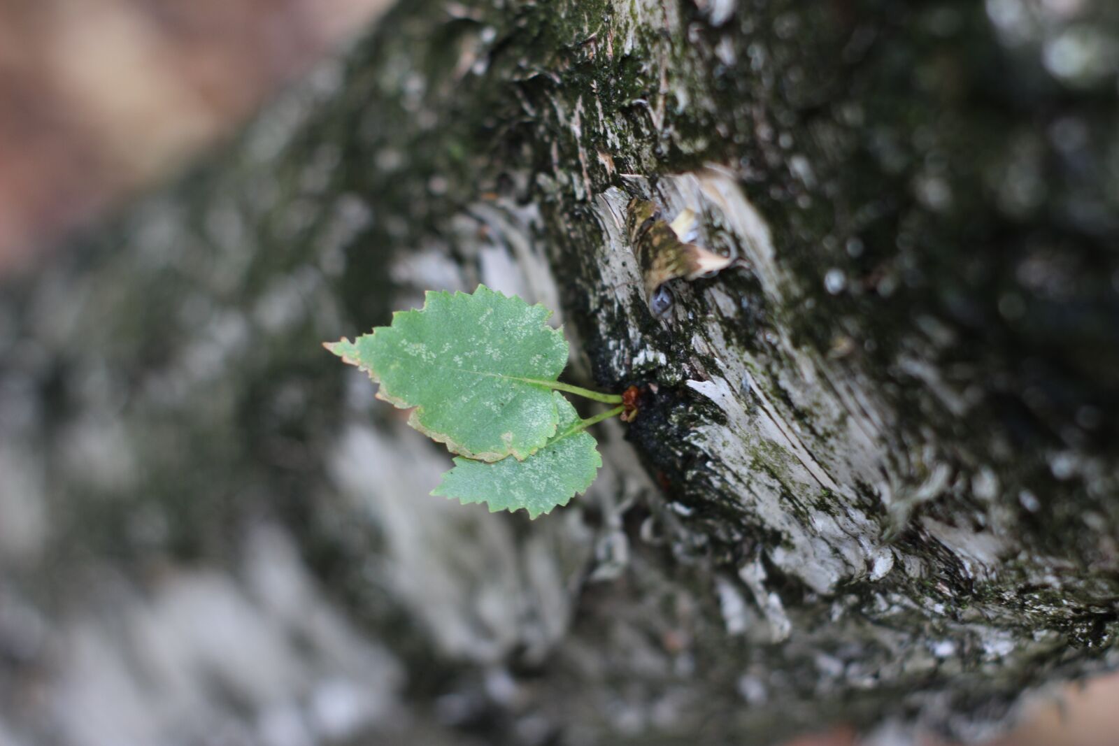 Canon EOS 600D (Rebel EOS T3i / EOS Kiss X5) sample photo. Birch, tree, blue photography