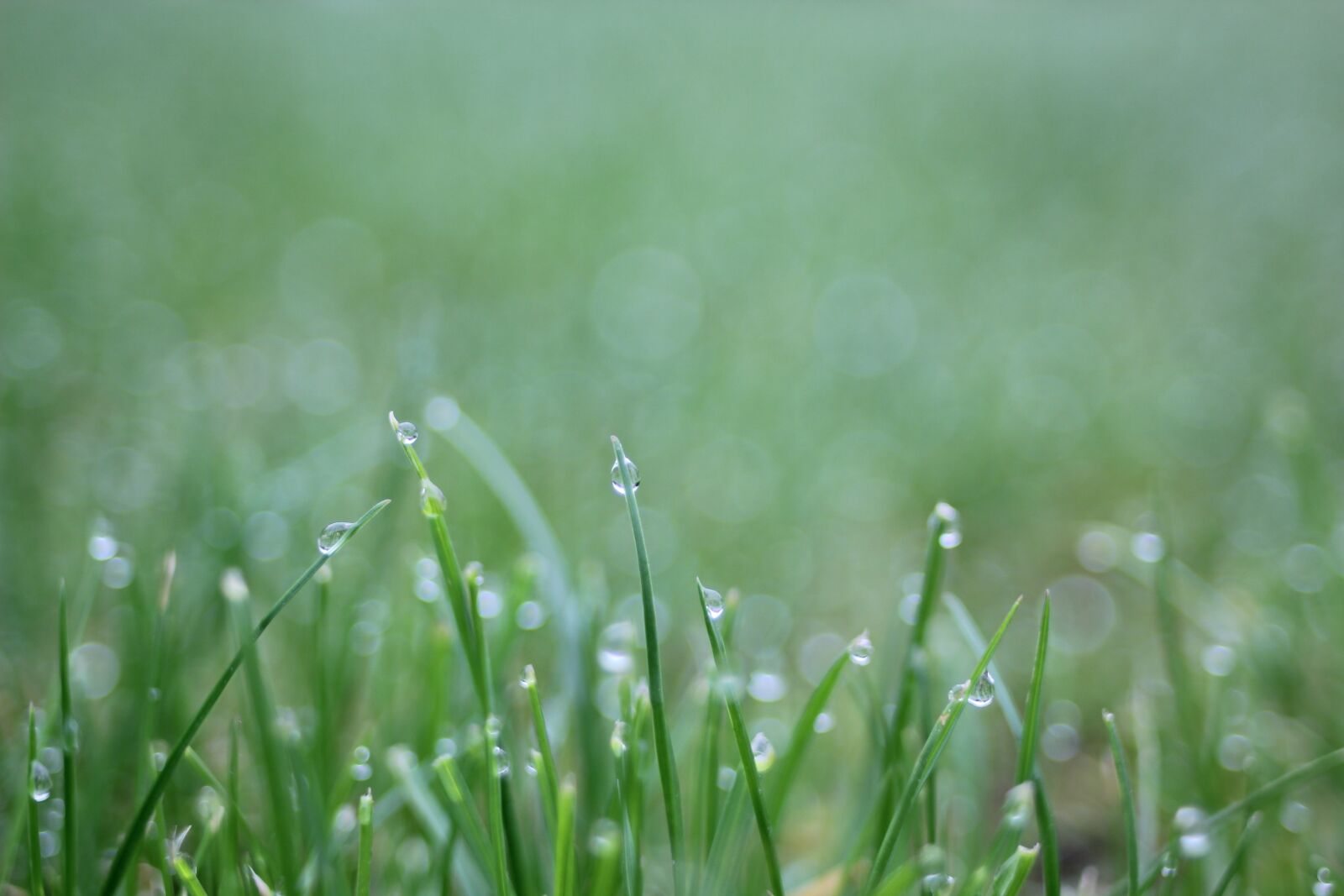 Canon EOS 550D (EOS Rebel T2i / EOS Kiss X4) sample photo. Dew, grass, drop photography