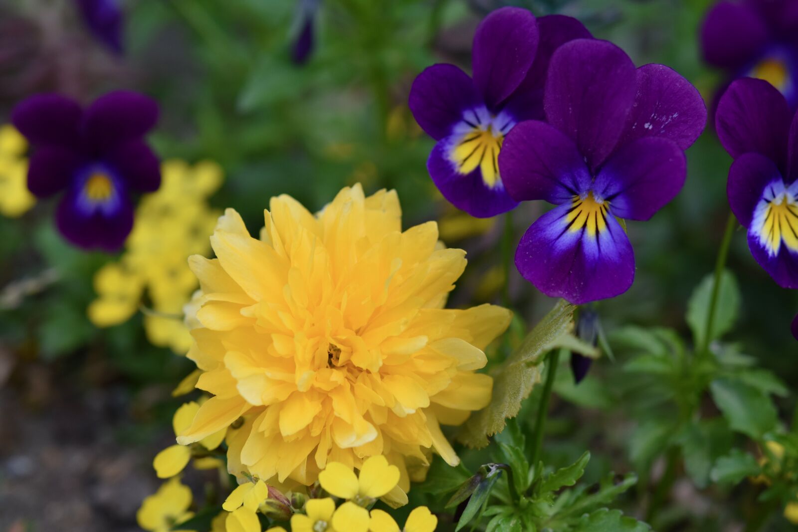 Nikon D5600 sample photo. Flowers, dandelion, purple flowers photography
