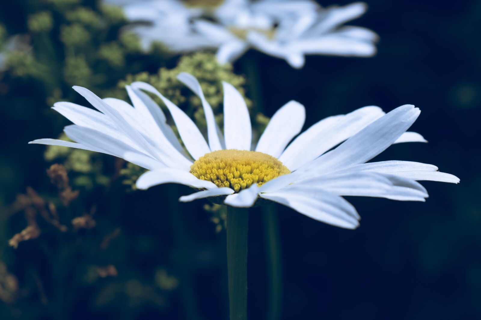 Nikon D5600 sample photo. Daisy, flower bloom, flora photography