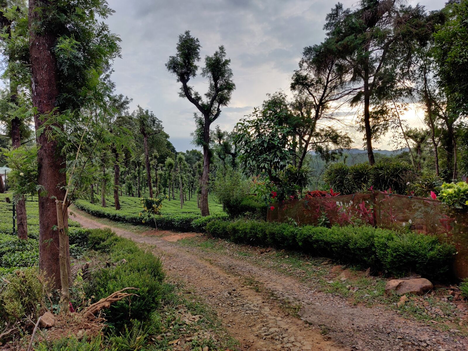 OnePlus GM1901 sample photo. Road, tea, india photography
