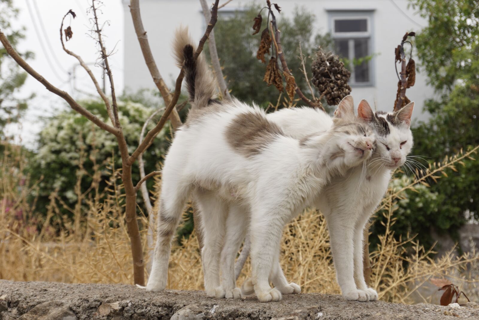 Sony a6000 sample photo. Cats, greece, white photography