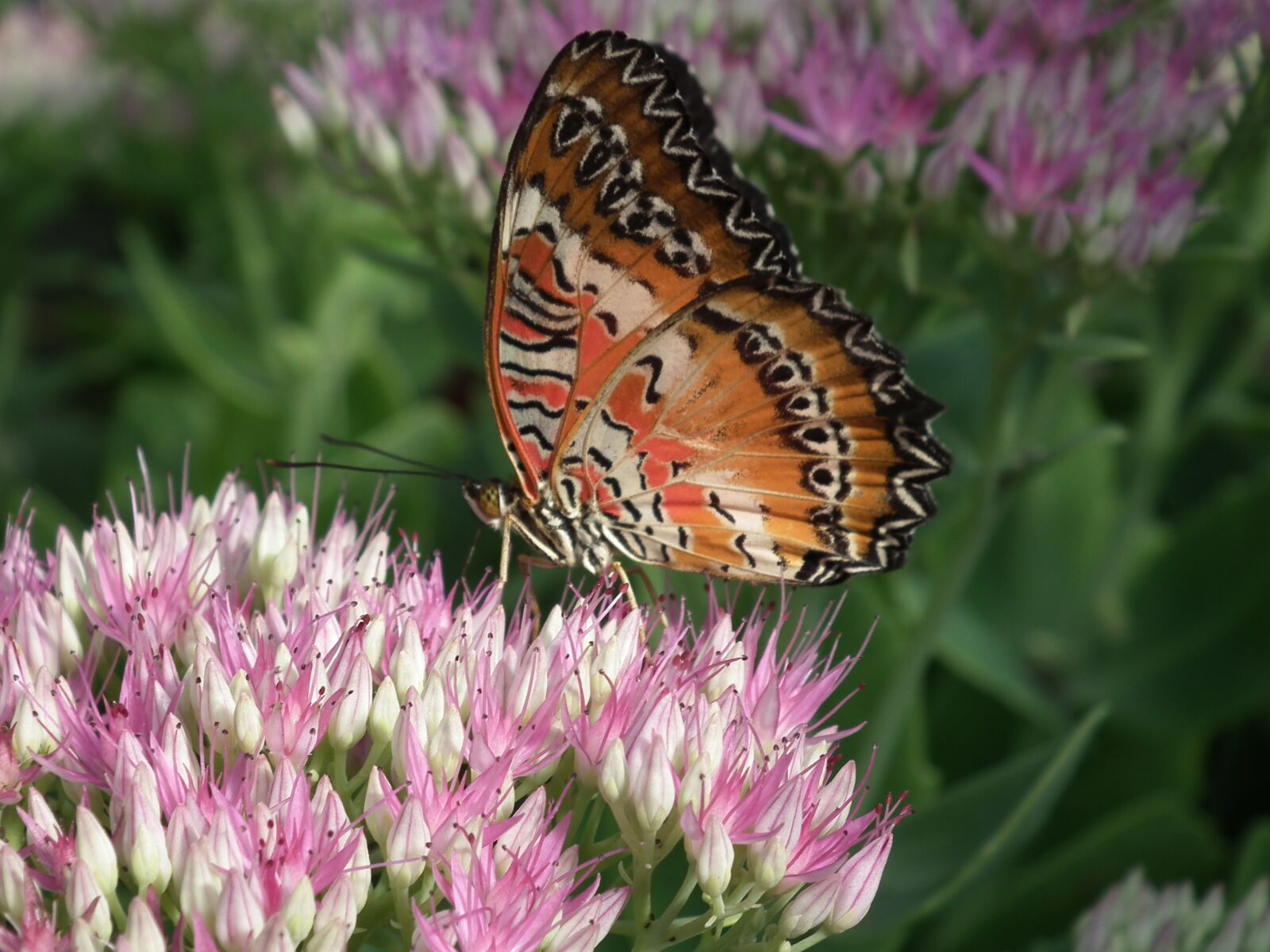 FujiFilm FinePix HS10 (FinePix HS11) sample photo. Nature, insects, swallowtail photography