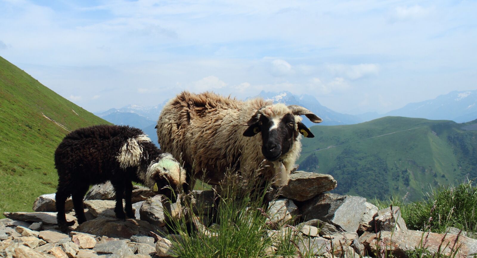 Canon EOS 600D (Rebel EOS T3i / EOS Kiss X5) sample photo. Sheep, lamb, natural photography