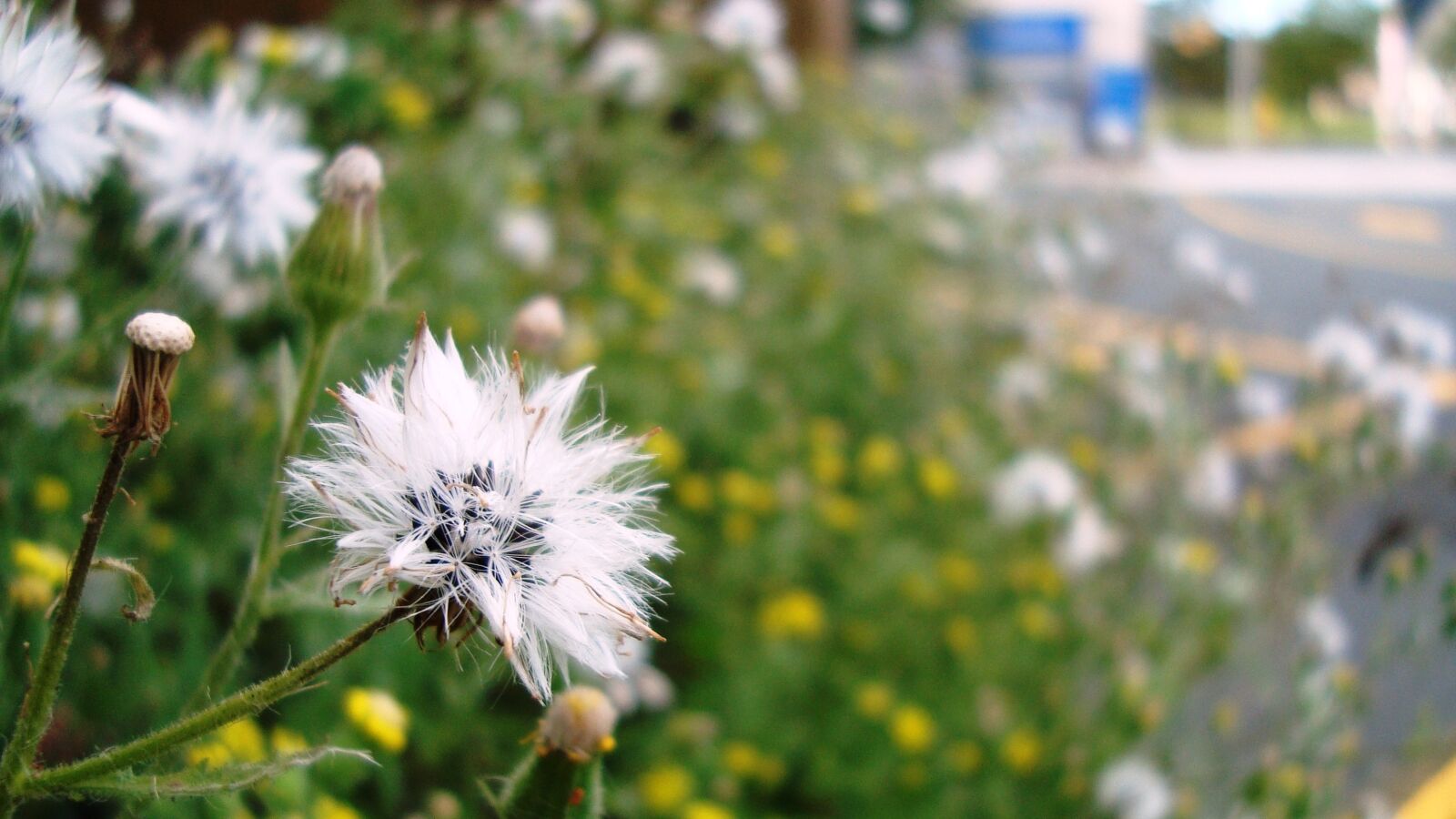 Sony Cyber-shot DSC-W120 sample photo. Flower, autumn, plant photography