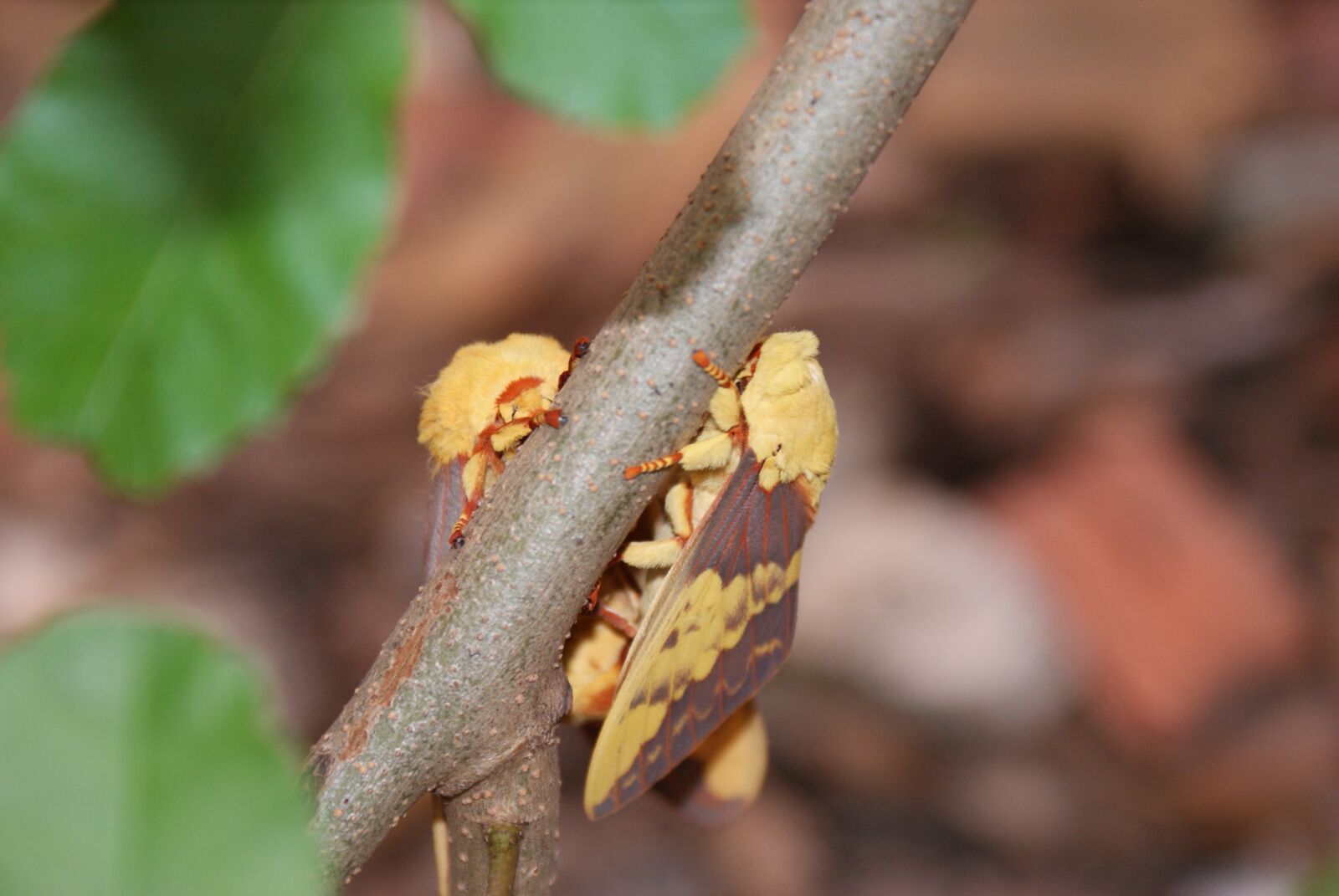 Sony Alpha DSLR-A200 sample photo. Mariposa, mating, casal photography