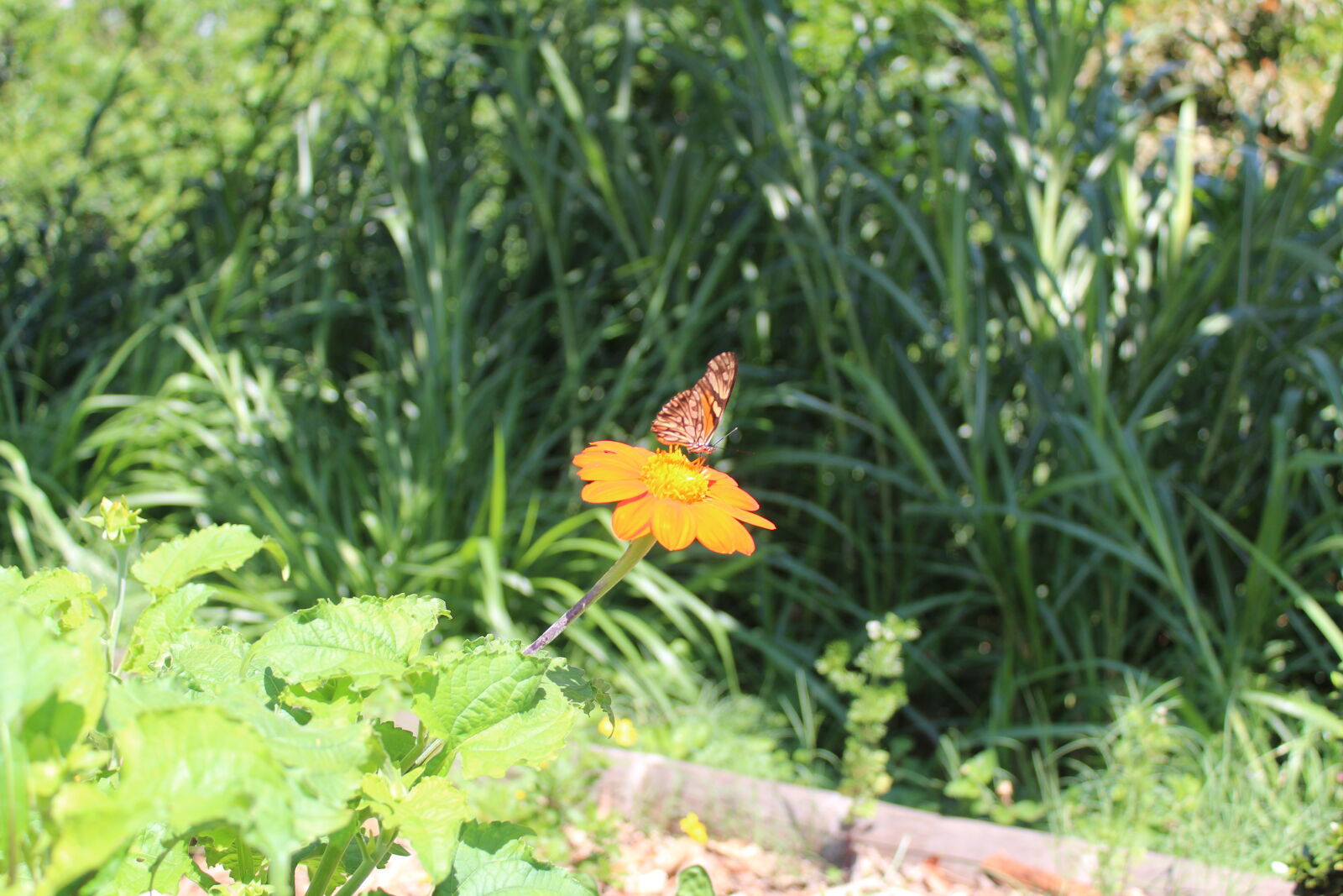 Canon EOS 1300D (EOS Rebel T6 / EOS Kiss X80) sample photo