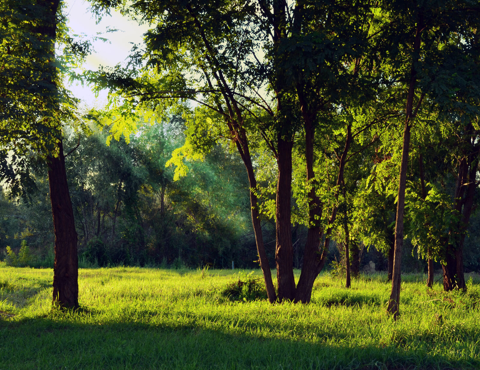 Nikon D5100 sample photo. Green, forest, under, white photography