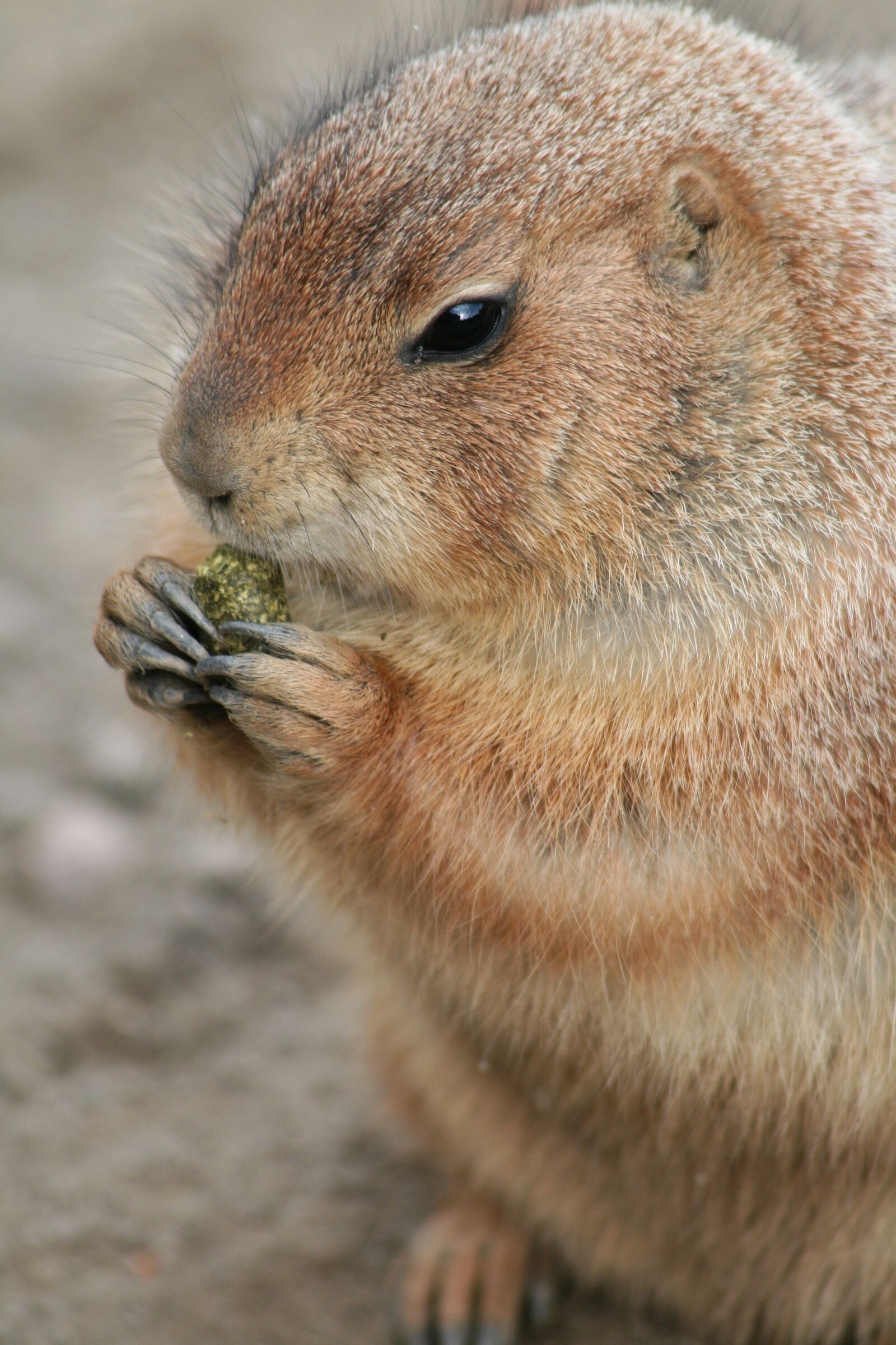 Canon EOS 400D (EOS Digital Rebel XTi / EOS Kiss Digital X) sample photo. Guy, eat, rodent photography