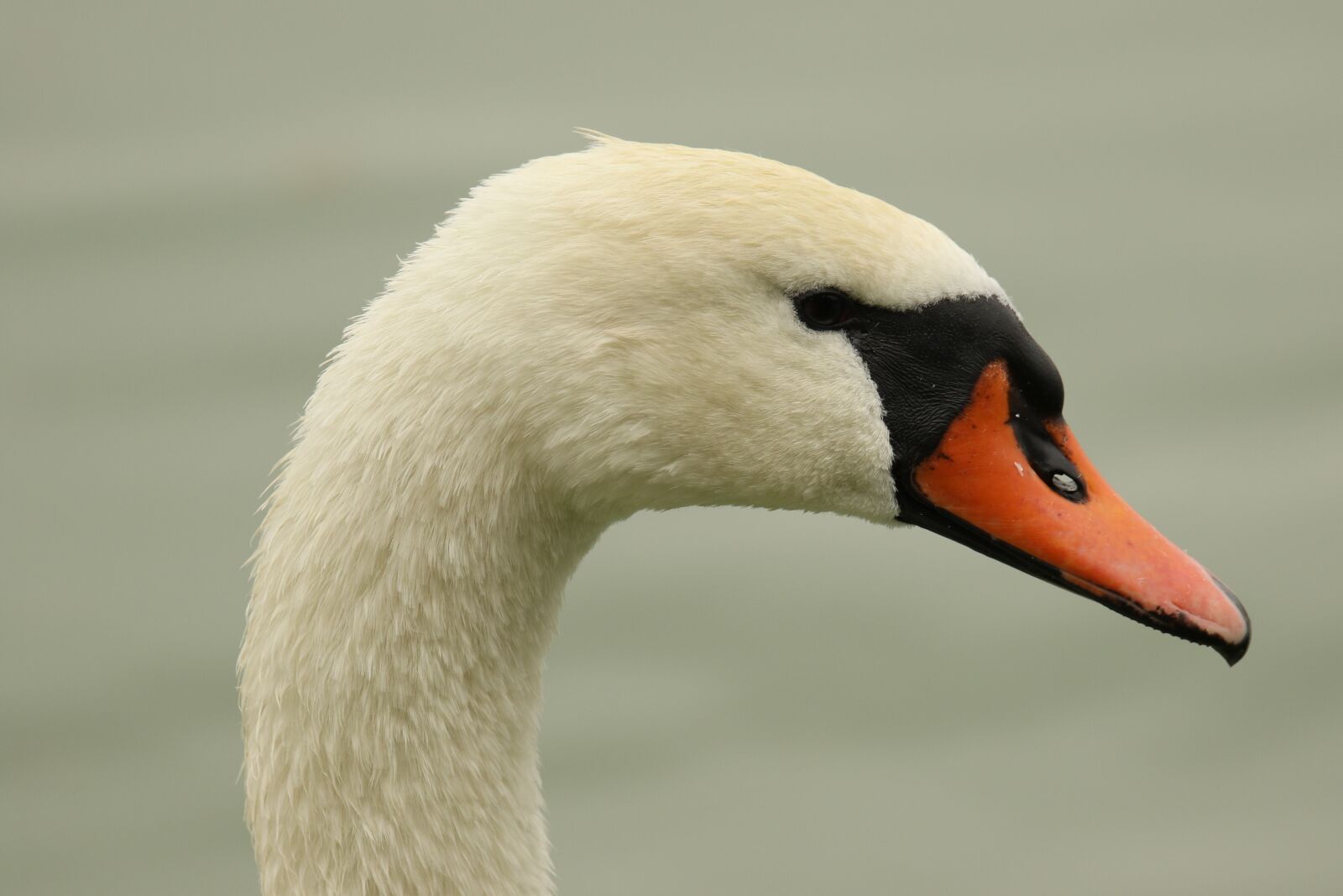 Canon EOS 7D Mark II sample photo. Swan, waterbird, closeup photography